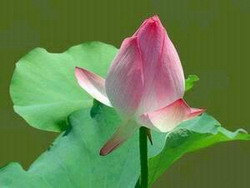 lotus3.jpg
