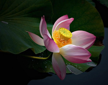 lotus003-1.jpg