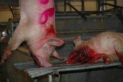 pig0.jpg