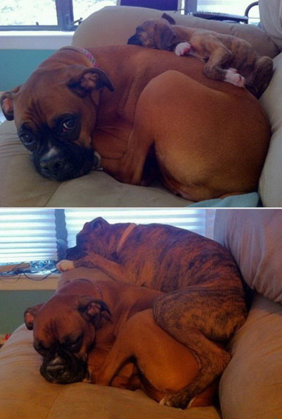 pets-before-after-15.jpg