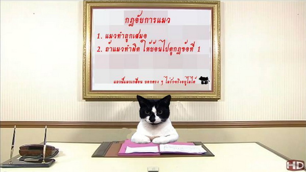 กฎอัยการแมว.jpg