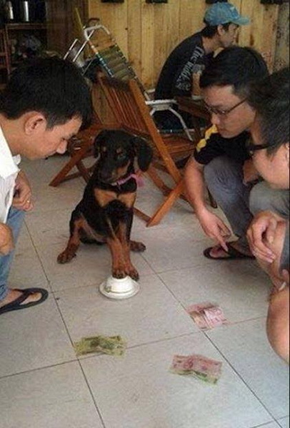 แทงเสีย.jpg