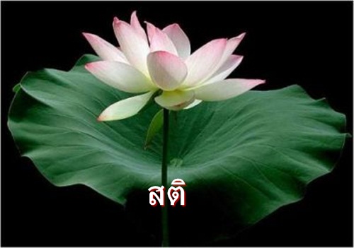 normal_lotus-009.jpg