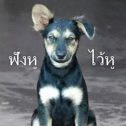 ฟังหูไว้หู.jpg
