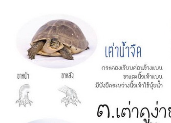 เต่า๒.jpg