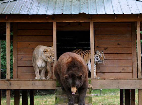 lion-tiger-bear.jpg