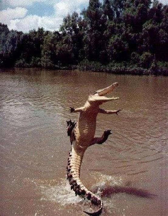 Croc.jpg