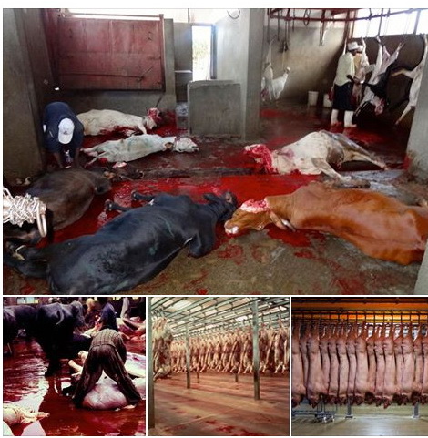 cow in bloodx.jpg
