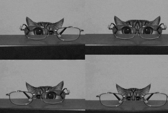 cat glasses.jpg