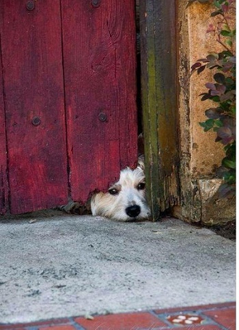 dog at door.jpg