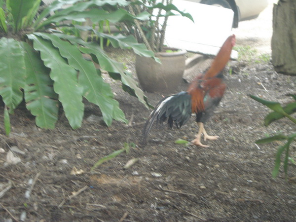 DSC04795.JPG