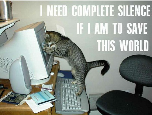 cat24.jpg