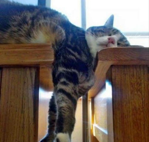 cat37.jpg