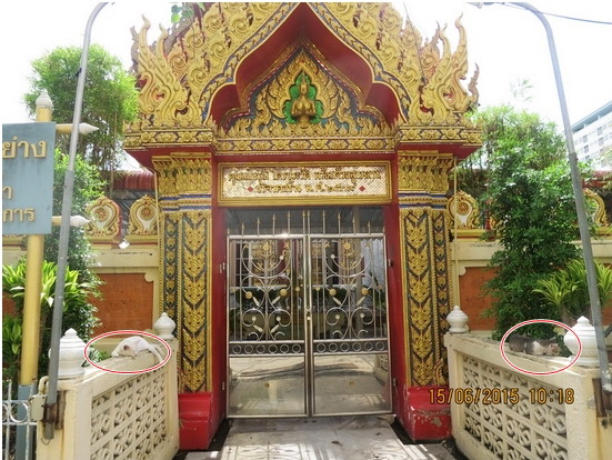 ประตู (แมว) โบสถ์.JPG