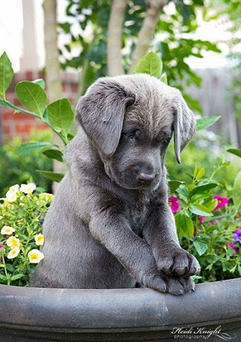 dog17.jpg
