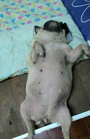 dog18.jpg