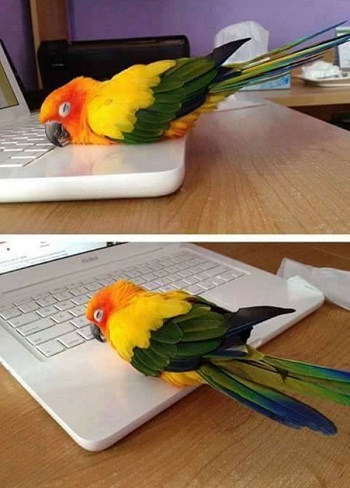 parrot.jpg