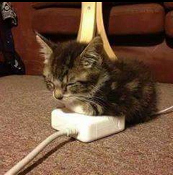 cat40.jpg