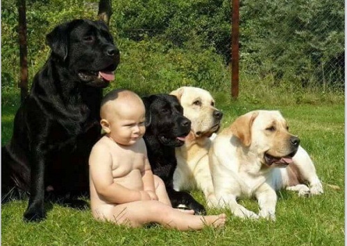dog21.jpg