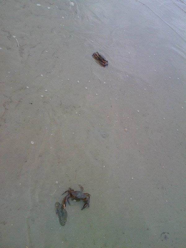 crabs.jpg