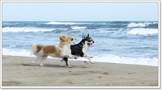 น้องหมากับชายหาด.jpg