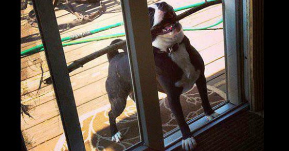 dog23.jpg