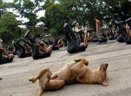 dog24.jpg
