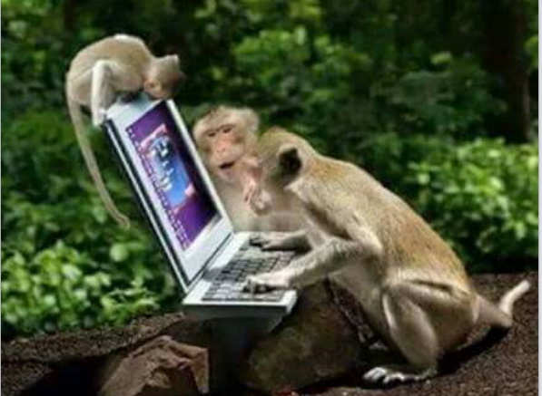 monkey.jpg