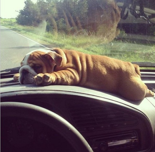 dog25.jpg