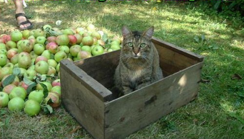 cat45.jpg