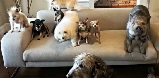 dog27.jpg