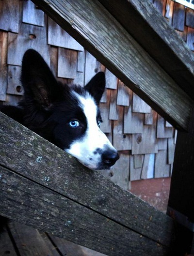dog26.jpg