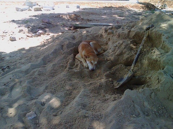 dog29.jpg