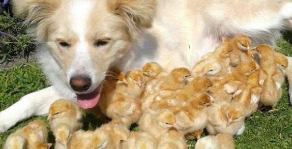 dog30.jpg
