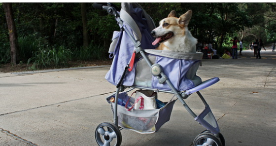 dog31.jpg