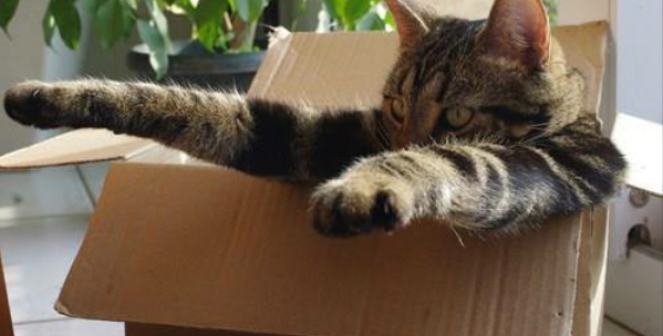 cat49.jpg