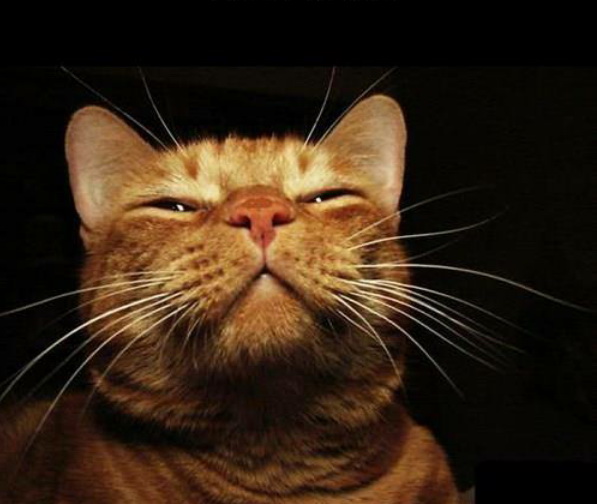 cat50.jpg