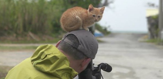 cat51.jpg