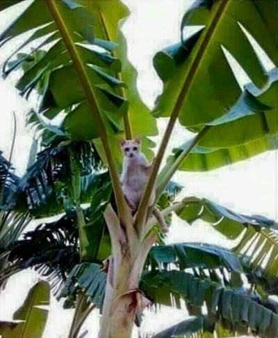cat52.jpg