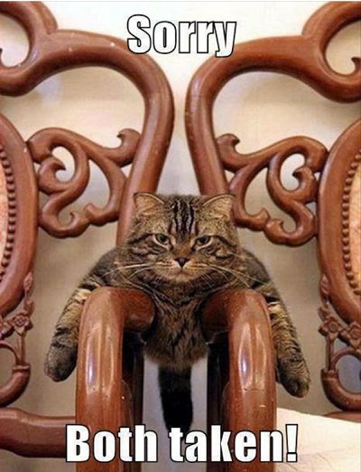 cat53.jpg