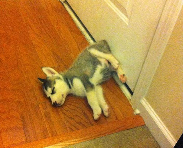 dog33.jpg