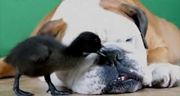 dog34.jpg
