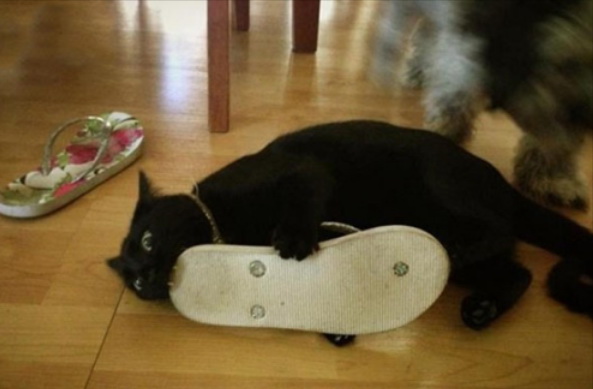 cat55.jpg