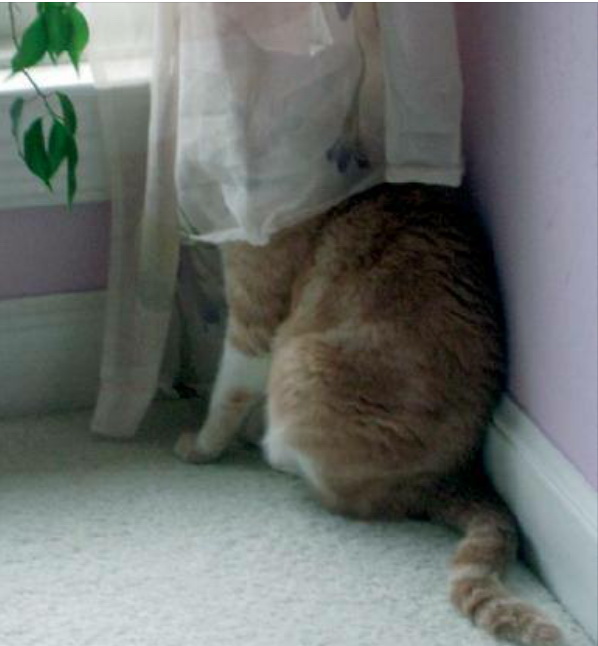 cat56.jpg