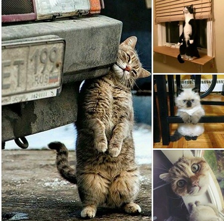cat58.jpg