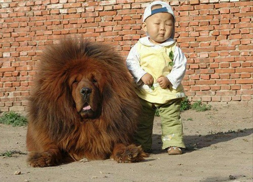 dog36.jpg