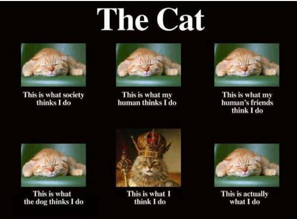 cat59.jpg