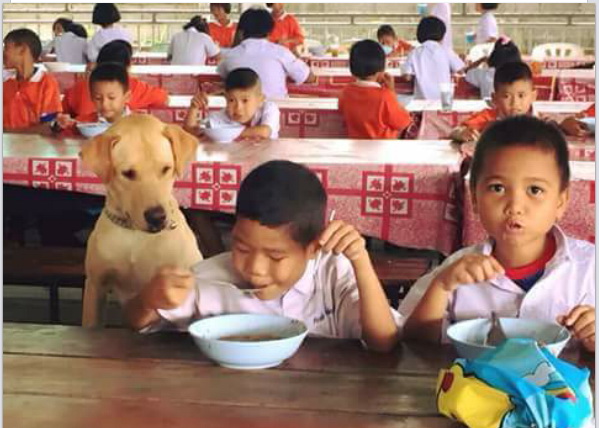 dog37.jpg