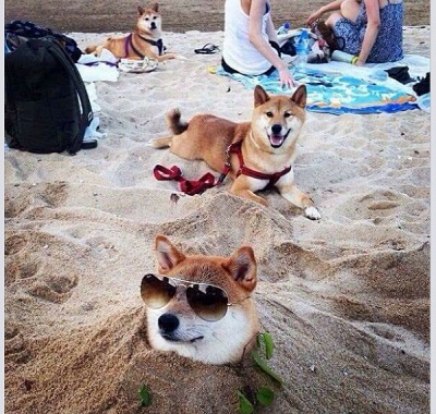 dog38.jpg