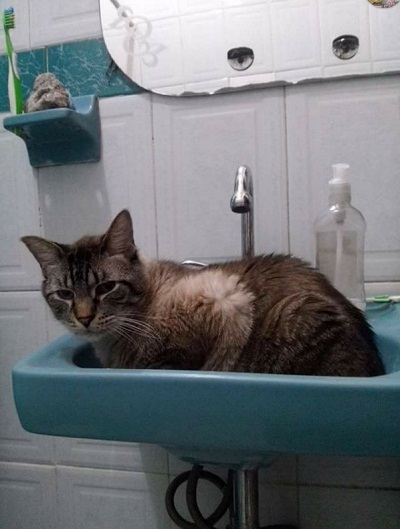 cat60.jpg